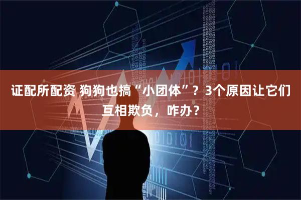 证配所配资 狗狗也搞“小团体”？3个原因让它们互相欺负，咋办？